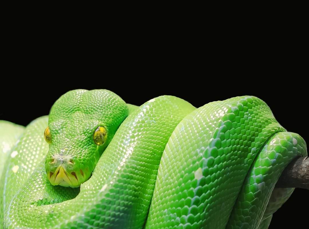 Compatibility and Key Years for the Green Snake