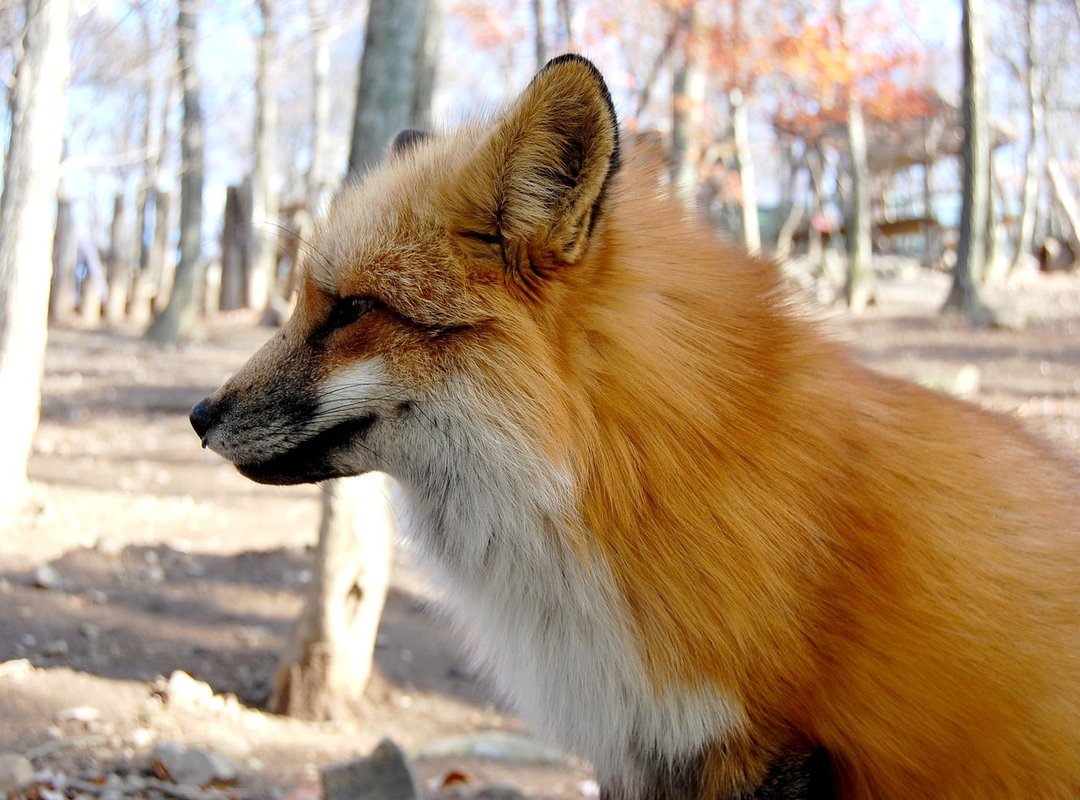 How to Find and Use the Mewing Emoji on Any Device